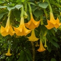 Durman Brugmansia 2