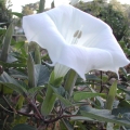 Durman Brugmansia 2
