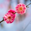 Švestkové květy Prunus mume 2