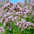 Oregano Origanum 2