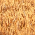 Pšenice Triticum 2