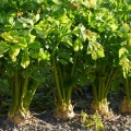 Celer Apium graveolens 2