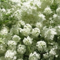 Anýz Pimpinella anisum 2