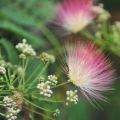 Květ hedvábného stromu Albizia julibrissin 2