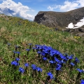 Hořec Gentiana 2