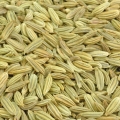 Fenykl Foeniculum Vulgare 2