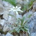 Plesnivec alpský 2