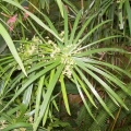 Cypriolový olej  Cyperus scariosus 2