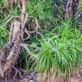 Pandán Pandanus Odoratissimus 2