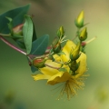 Třezalka tečkovaná Hypericum perforatum 2