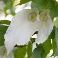Davidie listenová Davidia involucrata 2