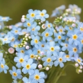 Pomněnka Myosotis 2