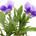 Maceška Viola tricolor hortensis 2