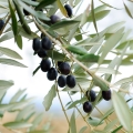 Olive flower Olea europaea 2
