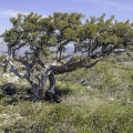 Mahagon Swietenia Macrophylla 2