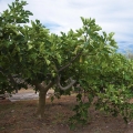 Fíkovník Ficus 2