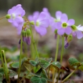 Fialkový šťovík lesní Oxalis violacea 2