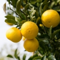 Hassaku Citrus hassaku 2