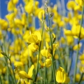 Vítečník Genista juncea 2