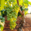 Réva Vitis Vinifera 2