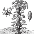 Galbanum Ferula gummosa, syn. galbaniflua 2