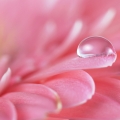 Gerbera Asteraceae 2