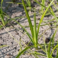 Cyperus scariosus Cyperus Esculentus 2