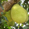 Chlebovník Artocarpus heterophyllus 2