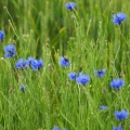 Chrpa Centaurea moschata 2