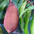 Kakaovník velkokvětý Theobroma Grandiflorum 2