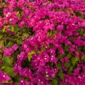 Bugenvilea Bougainvillea 2
