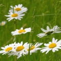 Sedmikráska Leucanthemum vulgare 2