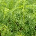 Pelyněk Artemisia absinthium 2