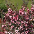 Manuka Leptospermum scoparium 2