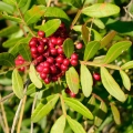 Masticha Pistacia lentiscus 2