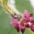 Kudzu Pueraria lobata 2