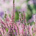 Vřes Calluna Vulgaris 2