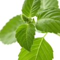 Bazalka indická Ocimum Tenuiflorum 2