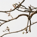 Choya Loban Boswellia serrata 2