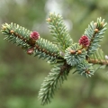 Černý smrk Picea Mariana 2