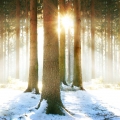 Smrk Picea abies 2