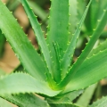 Aloe Vera Asphodelaceae 2
