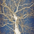 Klen Platanus occidentalis 2