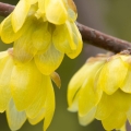 Zimnokvět Chimonanthus praecox 2