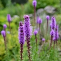 Šuškarda Liatris 2