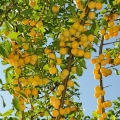 Mirabelka Prunus domestica 2