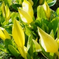 Skunkovka páchnoucí Lysichiton americanum 2