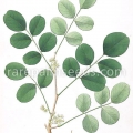Černé dřevo Dalbergia latifolia 2
