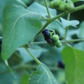 Rulík Atropa belladonna 2