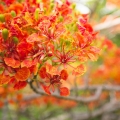 Brachychiton javorolistý Nuytsia floribunda 2